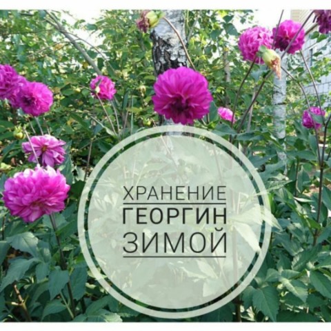 dachnyedela в LOOKY. #Любимая_дача,#Дачные_дела,#Дача_как_много_в_этом_слове,#Цветы_моя_слабость,#Цветы_моя_болезнь,#Садоводческий_успех,#Огороднический_успех,#Цветоводческий_успех,#ДД_цветы,#ДД_георгины,#ДД_гладиолусы,#ДД_хранение. Хранение георгин зим...