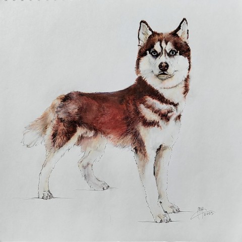 moremiron_art в LOOKY. #illustration,#graphic,#portrait,#animalistic,#dog,#графика,#портрет,#иллюстрация,#анималистика,#анималистическийжанр,#собака. Разбавлю птиц... Соб...
