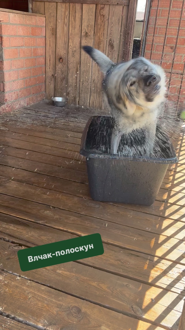 To_live_with_wolves.. в LOOKY. #чехословацкий_влчак,#влчак,#волкособ. Влчак-полоскун

Редк...
