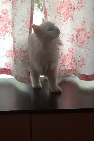 marinaantsyreva в LOOKY. . Кот замышляет нехоро...