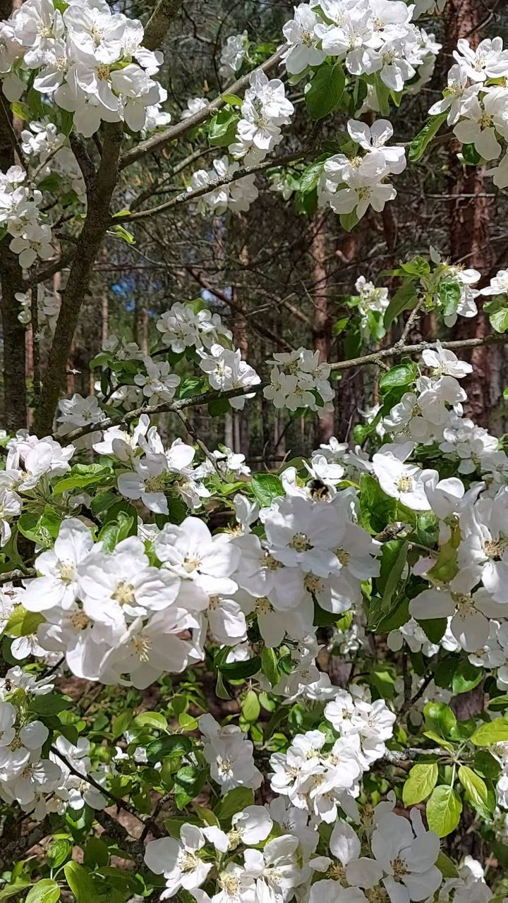 Fleurs в LOOKY — Все прекрасное всегда рядом, но не все умеют это замечать и 
