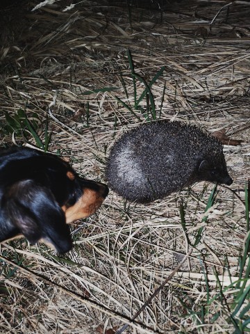 Татьяна Петрова в LOOKY. . 🦔🐶🗿