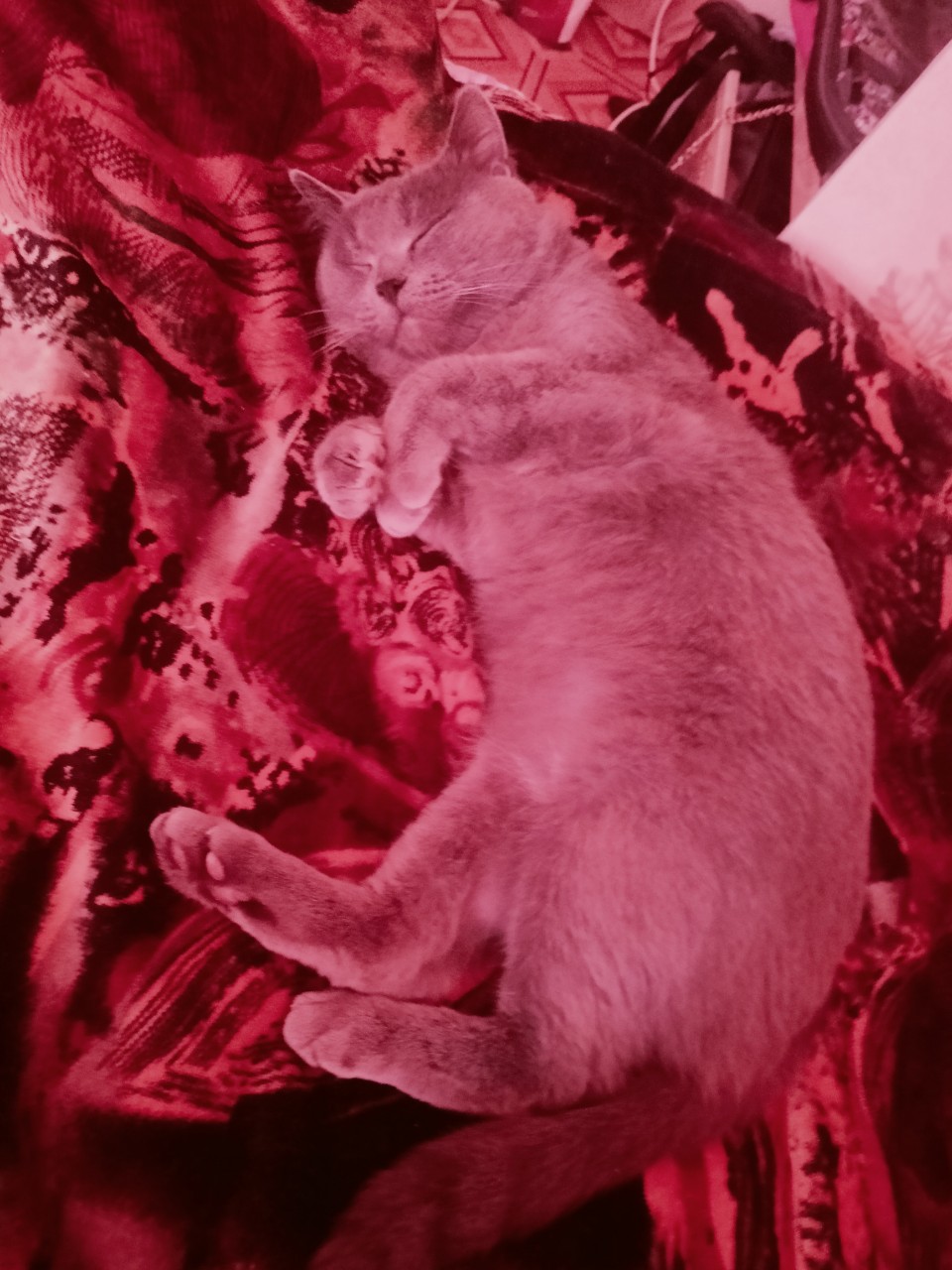 Мой ангелочек🧚 спит💤

Искусство изящно спать подвластно, только кошкам🐱