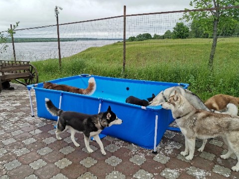 Konstantin_Korzov в LOOKY. #хаски,#стая. В деревне 🤗 #хаски ...