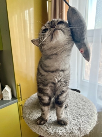 british_mars_cat в LOOKY. . 