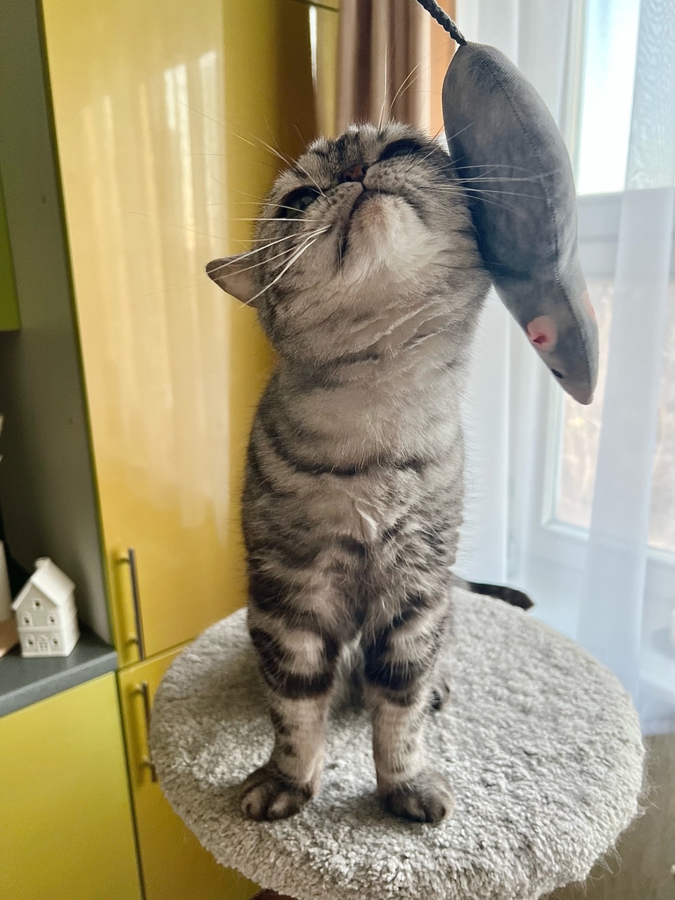 british_mars_cat