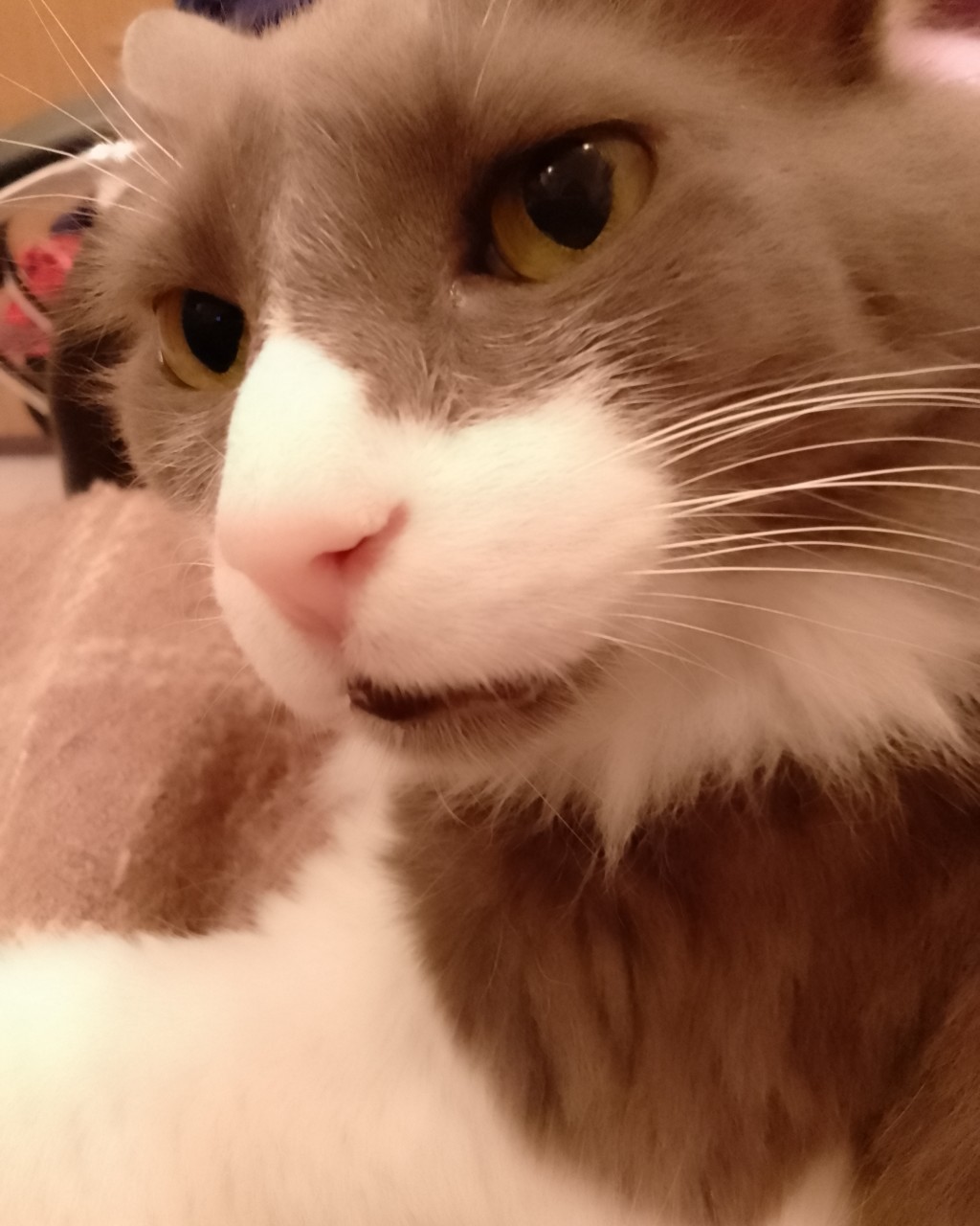 Кот эклер в LOOKY — Котик 🤨