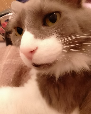 Кот эклер в LOOKY. . Котик 🤨