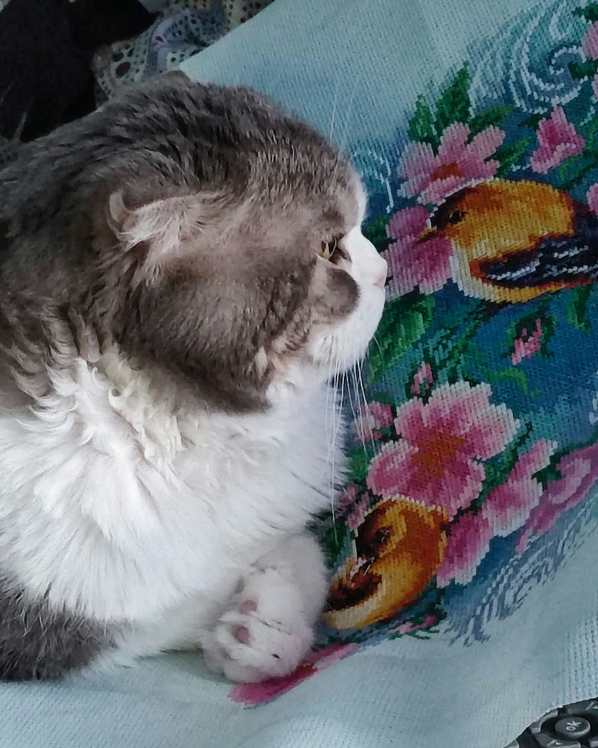Нос к носу 😻🐦
#кот#котприходил#cat#cats#вышивка#крестики