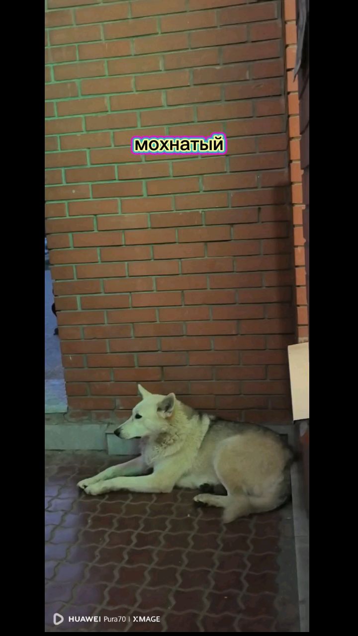 Амбассадор автостопа в LOOKY. . Мохнатый безбилетник