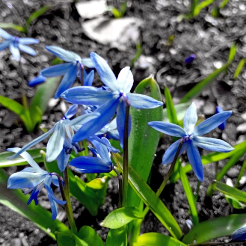volkov в LOOKY. #подснежники,#spring,#весна,#цветы,#flower,#flowers. #подснежники #spring...
