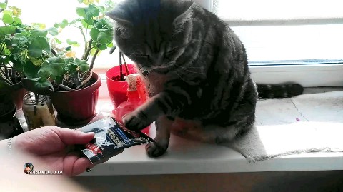 artur_khv в LOOKY. . Как Артурка выпрашив...