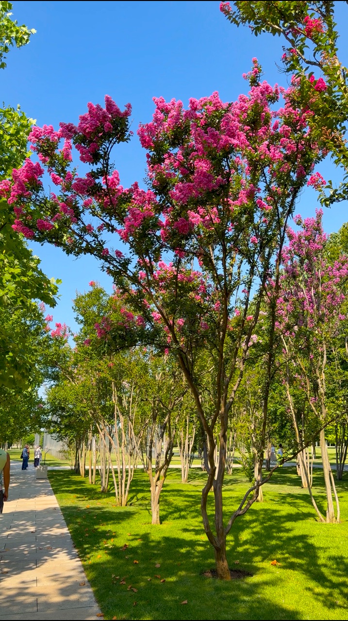 park_galitskogo в LOOKY. . Цветение Лагерстрёми...