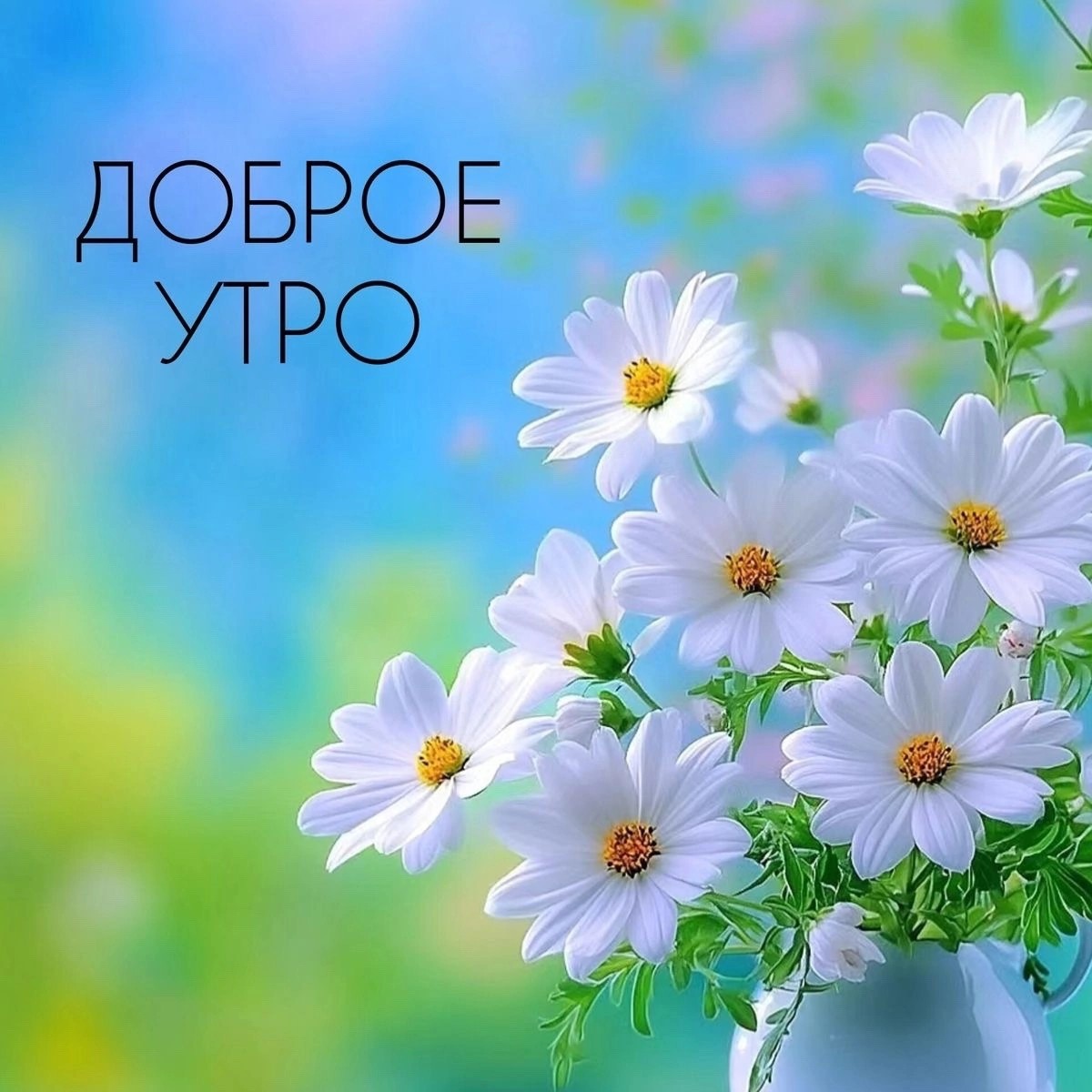 Сириус в LOOKY — публикация