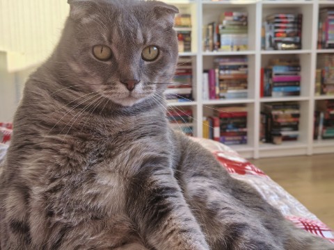 red_shabsh_ в LOOKY. . Моя фотогеничная бул...
