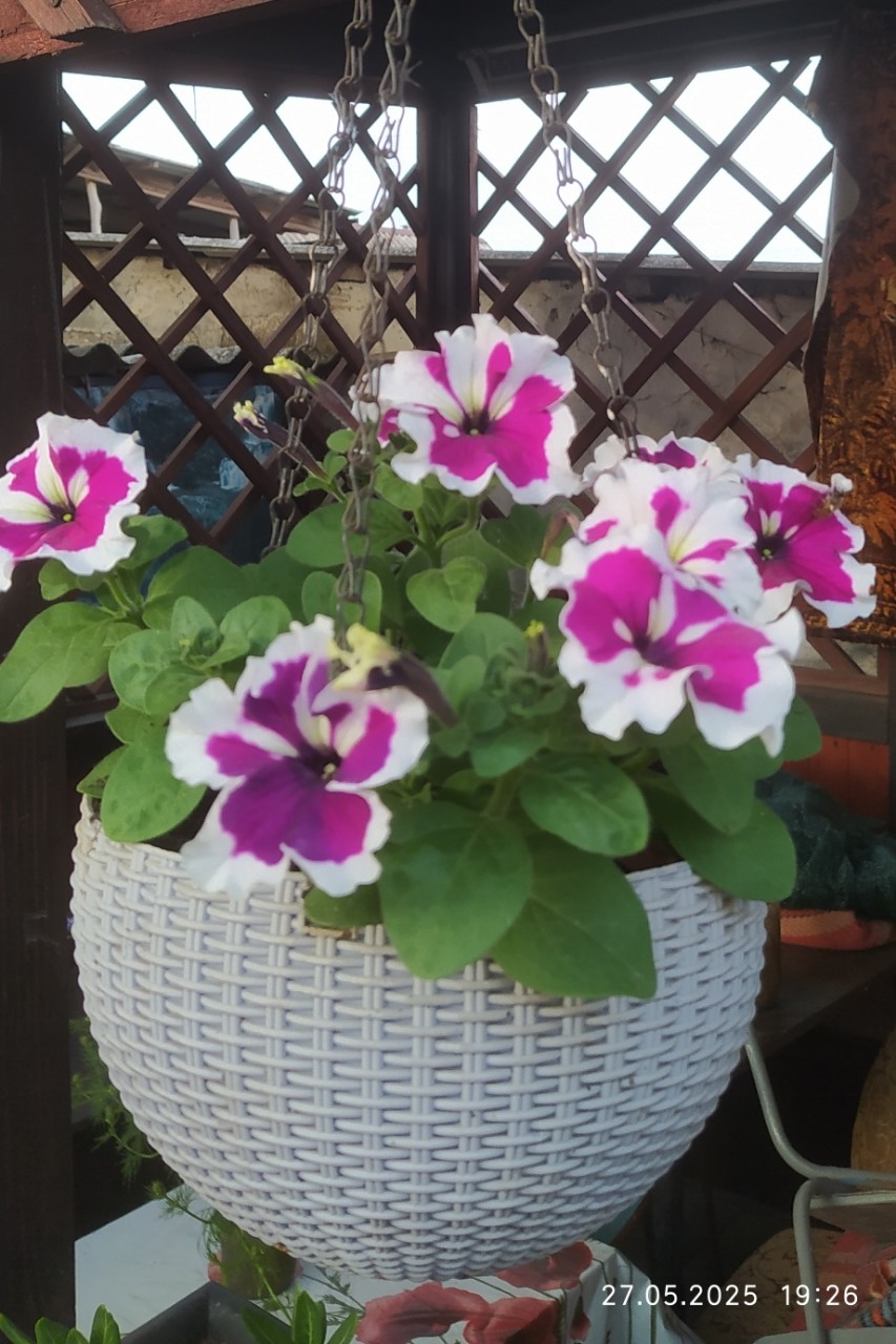 Украшаю беседку.
#петуния
#беседка
#весна
#цветение
#
