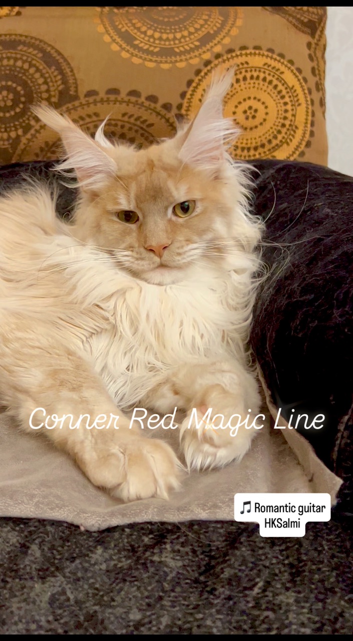 elena.vishneva в LOOKY. #redmagicline,#redmainecoonkitten,#mainecoon,#питомникмейнкунов,#redsilvermainecoon. Обаятельный, очень х...