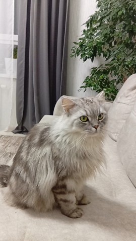 darenka_little в LOOKY. #котейка,#котики,#cats,#ilovemycat,#lovecats,#nature,#instacat,#kitty,#animals,#коты #кот #cat #catsofinstagram #кошка #кошки #котята #котик #котэ #catstagram #котенок #животные #catlover #catlovers #instacat #инстакот #котя #котятки #catlife #catoftheday #cats_of_instagram. #котейка #котики #ca...