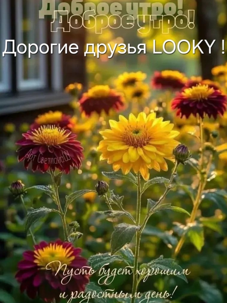 ДедМед в LOOKY — публикация