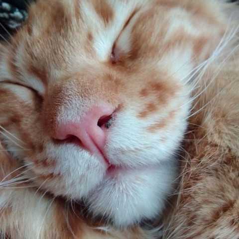 Looky_177096790164129 в LOOKY. #Аксель,#мей,#котик. Любимый розовый носи...