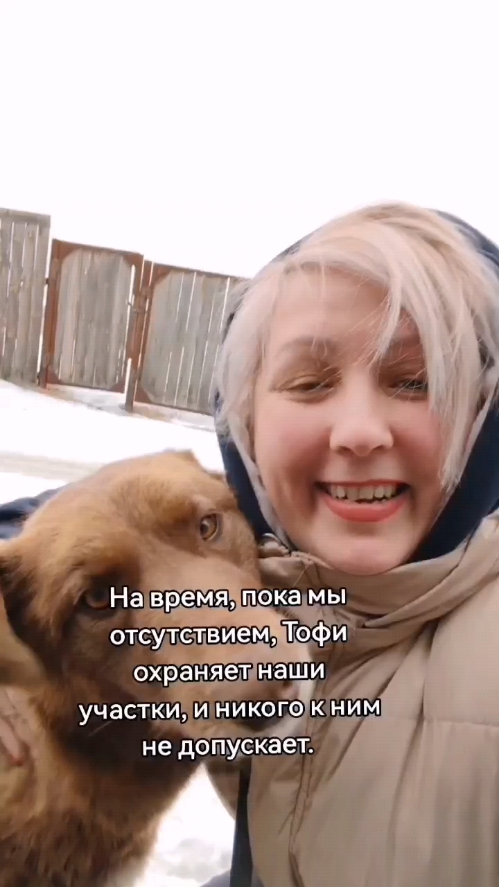 Дачники в золотой короне в LOOKY. #собакадругчеловека,#собака,#дача,#дом,#охранник,#друг. #собакадругчеловека ...