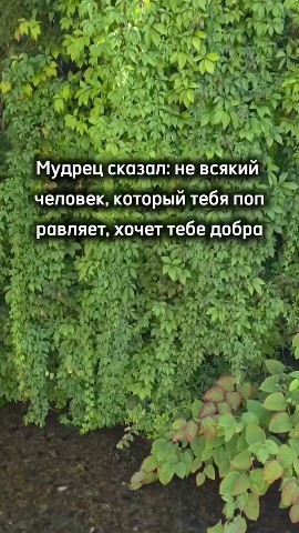 ВОЛК СЕРЫЙ в LOOKY — публикация