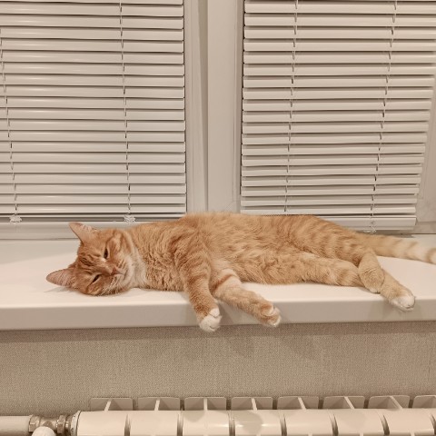 Кот Зяма в LOOKY. . Отчего кот гладок? Н...