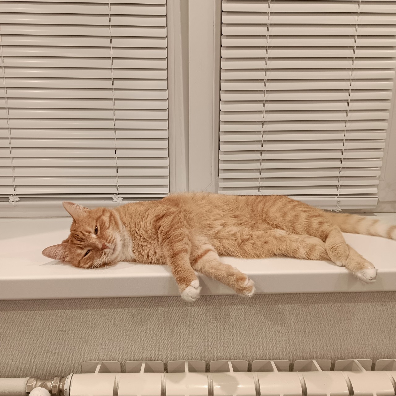 Кот Зяма в LOOKY — Отчего кот гладок? Не знаете?