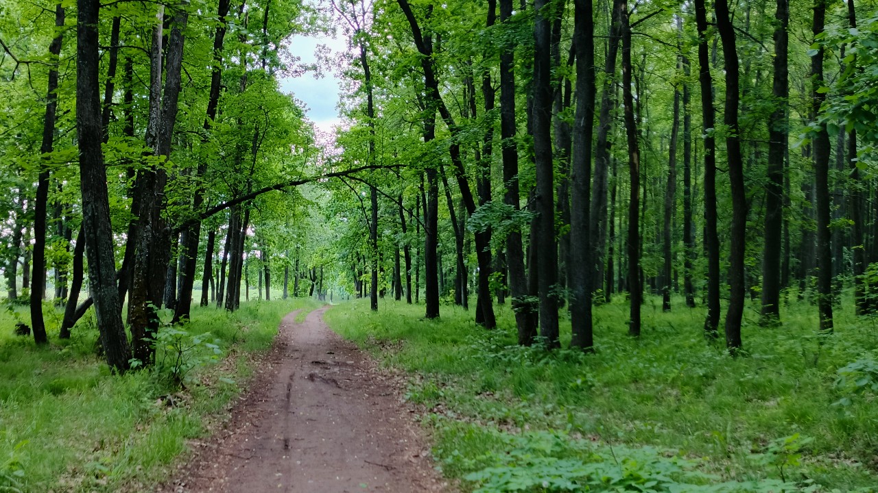 snovozhilov91 in LOOKY. #лето,#июнь,#природа,#погода,#лето2026,#июнь2026,#влесу,#дорога,#вечер,#фото,#вкадре. Проехался через лес ...