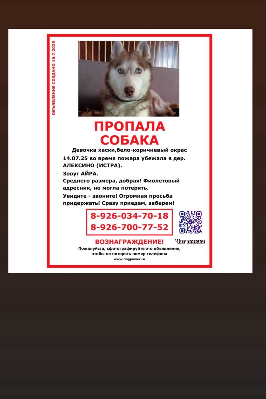 Пушистый сон в LOOKY — фото 1