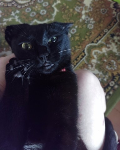 Looky_172597879110959 в LOOKY. #клякса,#чернаякошка,#котики. Всем привет 🖤😺

#к...