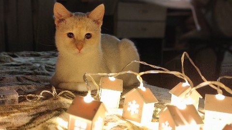 Юлия в LOOKY. . [#кошки](кошки) [#ми...