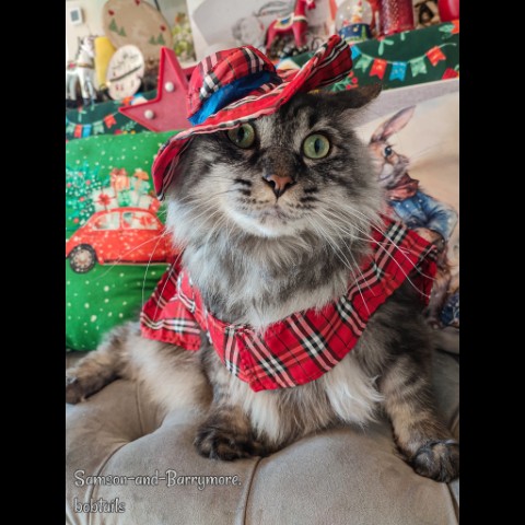 samson_and_barrymore.bobtails в LOOKY. #6yearsold,#happybday,#сднемрождения,#Самсон_хулиганит,#мойдень_8_марта,#яжекот,#8марта,#8march,#internationalwomensday,#женскийдень,#добрыйкот,#cutekitty,#catlovers,#catmodel,#безкотаижизньнета,#каккошкассобакой,#ilovemycat,#pets_of_instagram,#большойкот,#курильскийбобтейл,#kurilianbobtail,#безкотаижизньнета,#catoftheday,#loveis,#мыизкотограма,#looky,#looky_топ,#looky_official. .
Иии... с днём рожд...