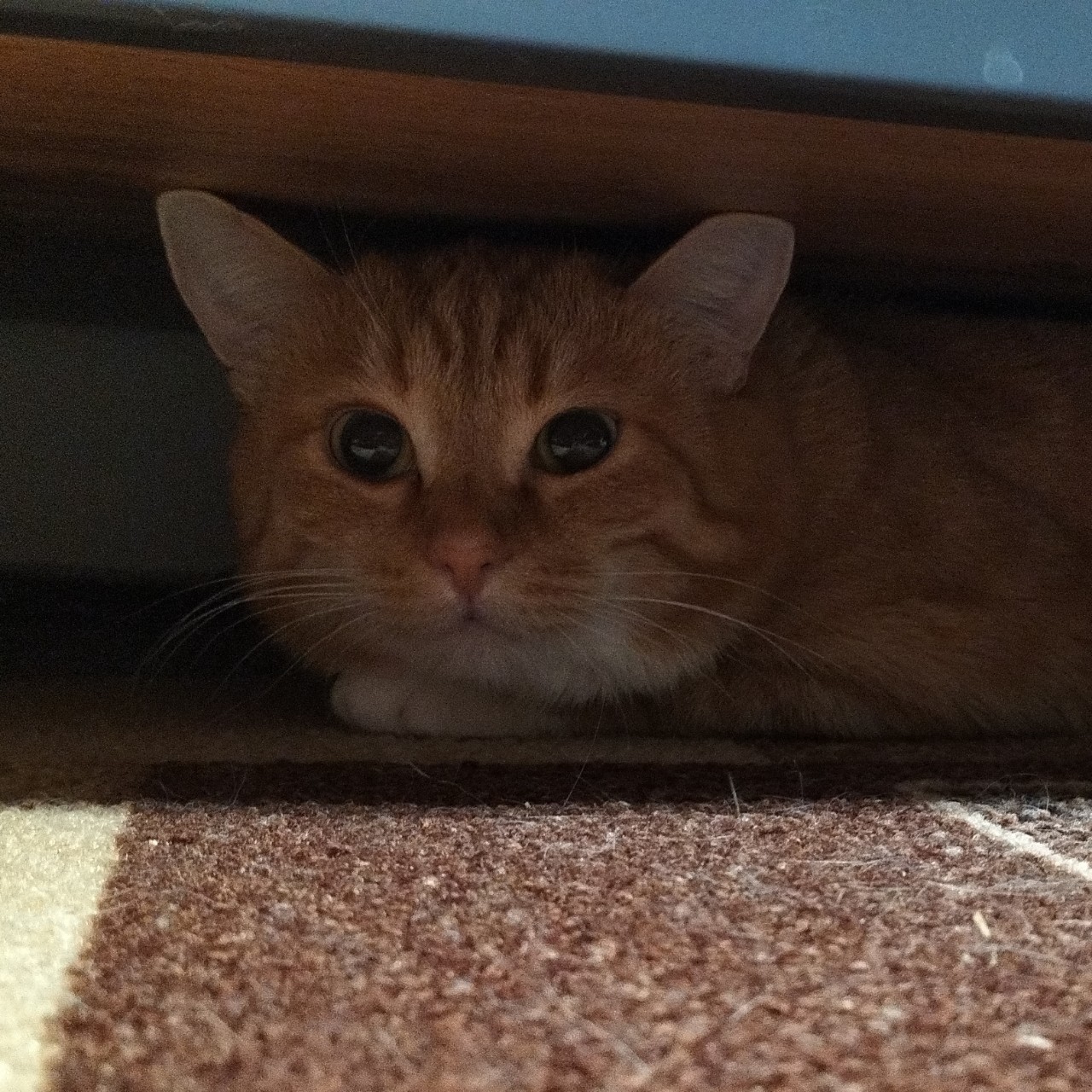 PetsStalkerS in LOOKY. #котики. С наступившей новой ...