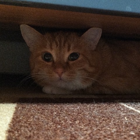 PetsStalkerS в LOOKY. #котики. С наступившей новой ...