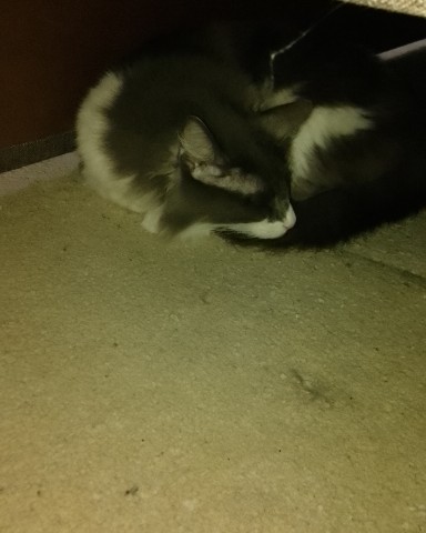 Кот эклер в LOOKY. . 