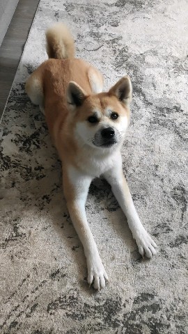 Габи в LOOKY. #акитаину,#габи_кузя,#акита_ину,#akita,#akitainu,#akita_inu,#japanakita,#akitaclub,#японскаяакита,#хатико,#собака,#dog. Девочка-конфеточка! ...
