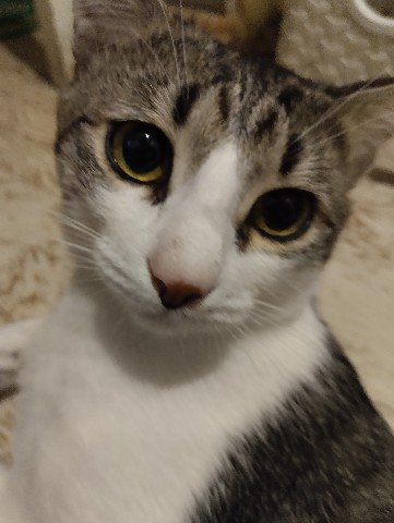 Кот Мурчик в LOOKY. . Подпишись пожалуйста...