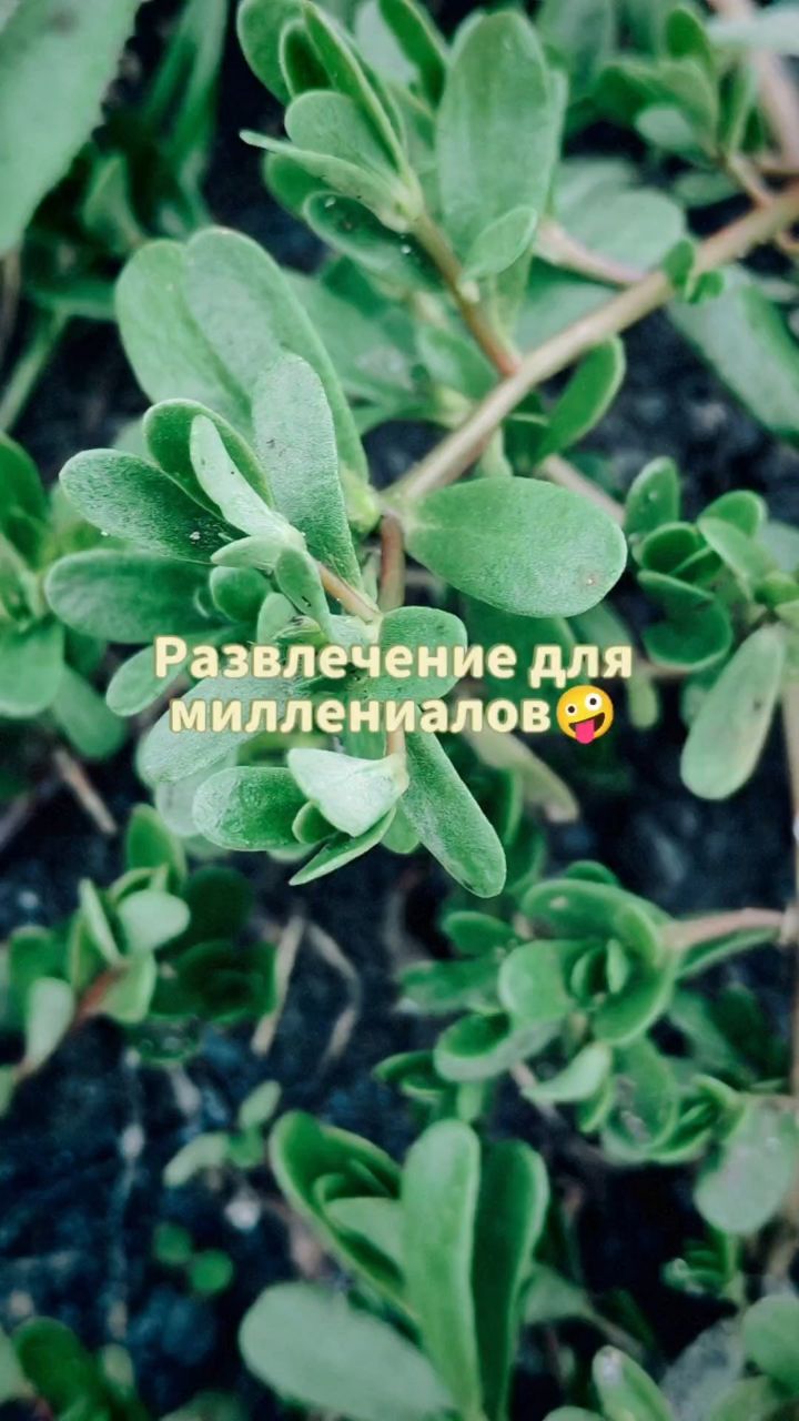 Vikilife в LOOKY