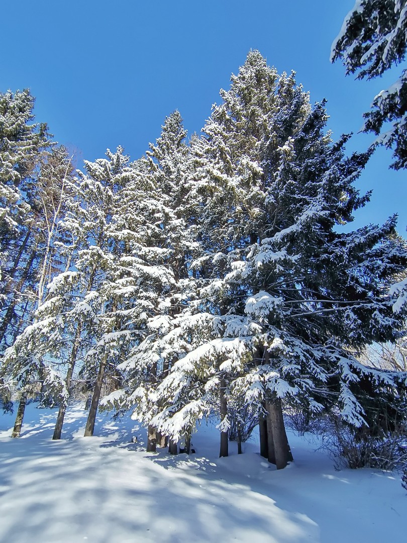 Весной, иногда, возвращается зима💙❄️☀️✨#сибирь #март #почтивесна #красота #моменты #природа #прогулка #сибирскаявесна #мороз #солнце #красиваяприрода #ятаквижу #Looky
