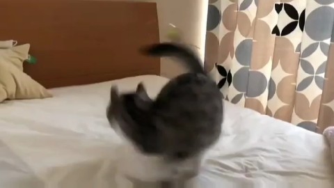 alviinwolf в LOOKY. . Волчёк комару 😂😂
Д...