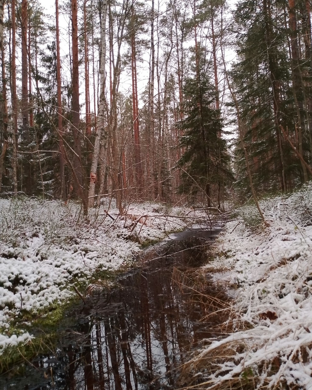 #wildlife #nature #landscape #winter #water #forest. #Природа #дикаяжизнь #зима #вода #лесной_пейзаж
