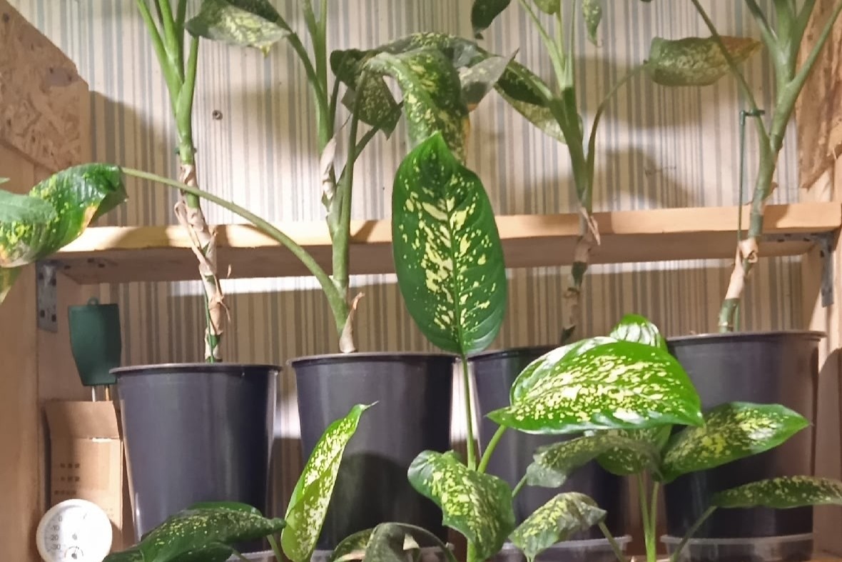 Лена Козлова в LOOKY — фото 4