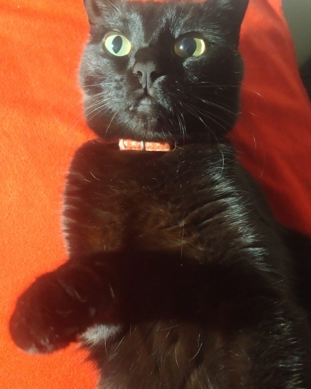 Добрый вечер 

#клякса
#котики