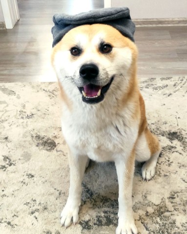 Габи в LOOKY. #акита,#акитаину,#габи_кузя,#акита_ину,#akita,#akitainu,#akita_inu,#japanakita,#akitaclub,#японскаяакита,#хатико,#собака,#dog. Вся в хозяйку. 😉
#а...