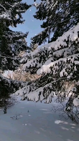 Looky_1670334917294 в LOOKY. #сибирь,#март,#весна,#красота,#моменты,#природа,#прогулка,#почтивесна,#сибирскаявесна,#Looky. Весенний сюрприз💙🤍...