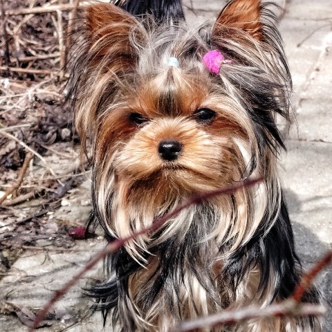 Love_Kelle в LOOKY. . Моя маленькая любовь...