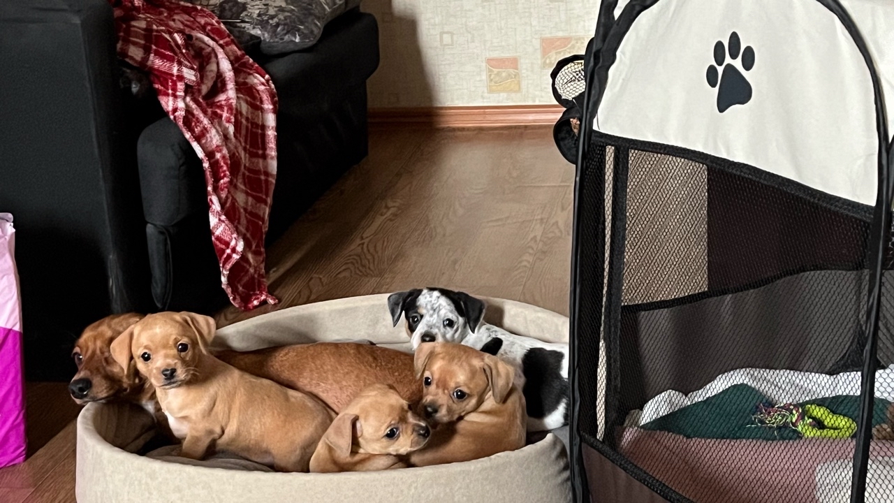 vik_kusy in LOOKY. #Puppy. #Puppy dog