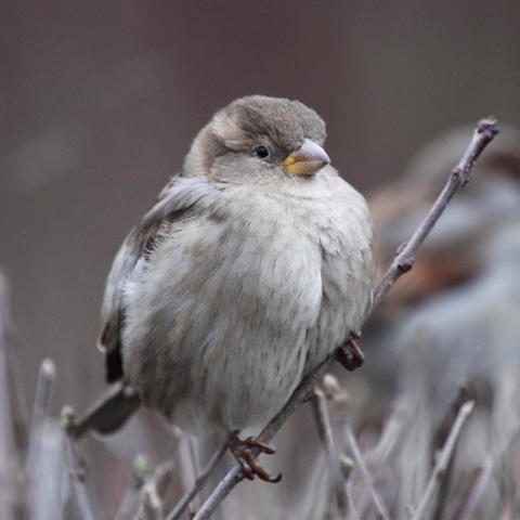 yuriy23 в LOOKY. #воробей,#птицы,#птица,#москвич,#природа,#воробьи,#птицыРоссии,#birds,#sparrow,#nature,#Москва,#sparrows,#bird,#натуралист,#город,#пташка,#орнитология,#Moscow. Воробей / #воробей #...