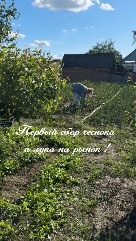 kubano_tanya в LOOKY. . Окрыли овощной сезон...